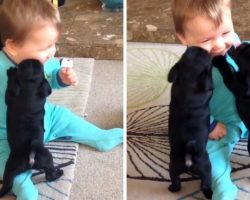 Tiny Puppies Jump All Over Giggling Baby, Attack Him With Their Hugs And Kisses