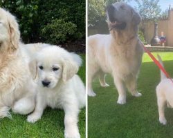Blind Golden Retriever Gets A Seeing-Eye Guide Puppy To Help Him Navigate The World