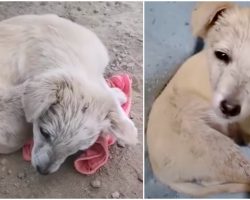 Brain-Damaged Pup Curled Up To Hide, Tries To Lift Head & Thank Woman But Can’t