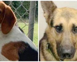 Two Juveniles Break Into Animal Sanctuary Twice & Steal Four Scared Dogs