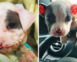 Pit Bull Puppy Found At A Construction Site Would Blossom Into A Social Butterfly