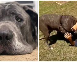 174-Pound Senior Mastiff Winds Up Depressed In Shelter After Owner Passes Away