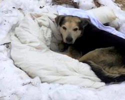 Dogs In Stray’s Pack Die Away One By One, The Last One Left Becomes All Alone