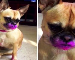 Dog Wants To Look Pretty Like Mom, So She Grabs A Pink Lipstick And Goes To Town