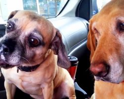 Mom Only Lets One Of Her Dogs Eat The Ice Cream, While The Other Dog Watches On