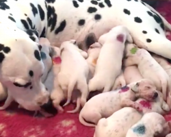Vet Said Dalmatian Would Have Three Puppies, But They Just Kept Coming