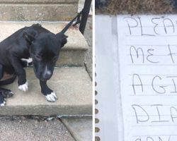 Dog Was Dumped And Left Tethered To A Railing With Some Pizza And A Note