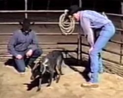 Man Throws An Overload Of Commands, But Dog Follows Every Single One Of Them