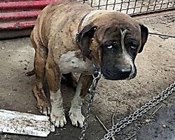 Miserable Dog Was Strangled By Heavy Chain For Years, Starved & Ignored By Owner