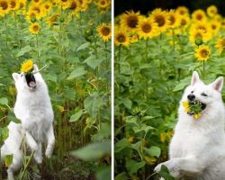 Dog Photoshoot With Sunflowers Goes Hilariously Wrong When The Dogs Realize How Tasty Flowers Are