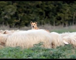 Doggo Was Supposed To Be Guarding Sheep. His ‘Work Ethic’ Is Somewhat Lacking