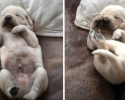 Snoozing Lab Puppy Drifts Off To Dreamland, Curls Up Into Tiny Ball