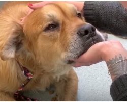 Old Dog In City Shelter Puts Paw On Woman, Tells Her It’s Time To Let Him Go