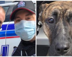 Officers Say Dog Removed From Life Of Severe Beatings Has A Very “Boopable” Nose