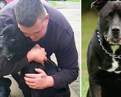 Dog Saves Man From Committing Suicide, He Then Passes Away In The Man’s Arms