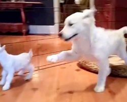 Golden Retriever Puppy Meets Baby Goat For First Time, And He “Loses His Mind”