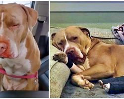 Pit Bull Thrown From Overpass Finds Forever Home With The Woman Who Saved Him
