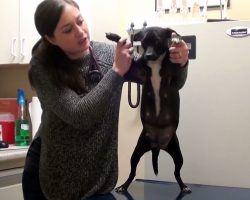 Pregnant Dog Was About To Be Put On Kill-List, But Woman Stepped In To Stop It