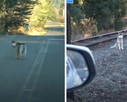 Man Stops His Car When He Spots A Husky All Alone On The Train Tracks
