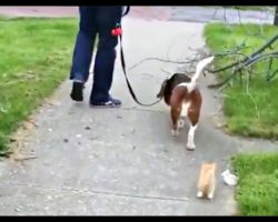 Man’s Walking His Dog When A Tiny Kitten Decides To Follow Them Home