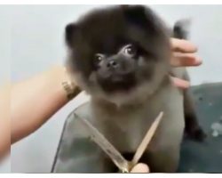 Little Dog Danced While She Got A Haircut From Her Chuckling Groomer