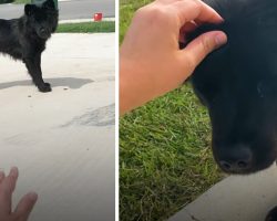 Stray Dog Won’t Trust Woman, Only Approaches When This Other Dog ‘Speaks’ To Her