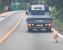 Mother Dog Chases The Truck That Took Her Pups For Miles