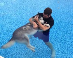 Man Gives His Paralyzed Husky Pool Therapy To Help Relieve The Pain & Help Him Walk Again