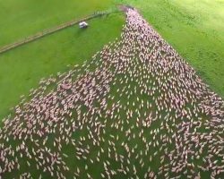 Dogs Corralling Hundreds Of Sheep Through A Single Gate Is Mesmerizing Work