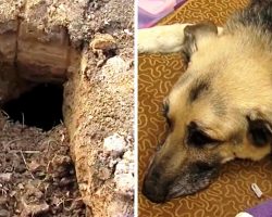 12-Year-Old Dog Fell Into Deep Sinkhole, Spent 3 Days There Before He Was Heard