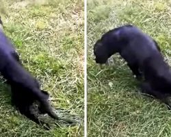 Dog Paralyzed After Being Hit By A Car, Drags Herself Out Of Woods To Seek Help