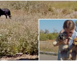 Mom Turned Back To Get 1 Last Look At Her Babies & Wished Them A Happy Life