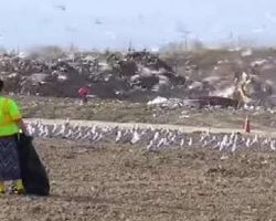Woman Sentenced To Stay In Stinky Landfill So She Feels What Her Dog Felt Like