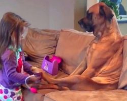 Patient Dog Watches As Little Girl Gives Him A Thorough “Medical Examination”