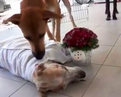 Lonely Homeless Dog Passes Away, His Friend Comes To Say An Emotional Goodbye