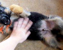 German Shepherd Puppy Gets His First Belly Rub, And He Absolutely ‘Loses It’