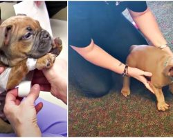 Breeder Puts Paralyzed Puppy In Box Since He’s Worthless & Woman Tests His Will