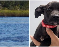Kind Gentleman Swims Across River To Save Pup Who Was Callously Thrown Off Bridge