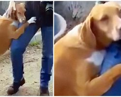 Reporter Goes To Shelter To Do A Story, Dog Hugs Him Tight Til He Adopts Her