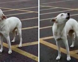 Heartbroken Dog Howled In Parking Lot For 9 Days After Her Family Left Her There