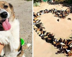 Man Started Taking In Homeless Dogs, Now He Has Over 750 Dogs Ready For Homes