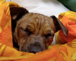 He Closed His Eyes For First Peaceful Sleep Of His Life After Living On The Streets