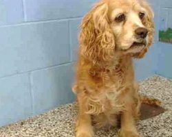 Senior Dog Watches As Her Family Dumps Her In Shelter In Exchange For A New Pup