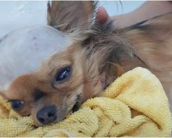 Shattered Dog Struck In Head Wants To Live Despite His Body Shutting Down