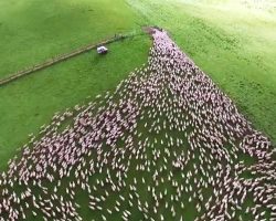 Dogs Get Hundreds Of Sheep To Funnel Through A Tiny Gate, And It’s Mesmerizing