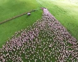 Dogs Get Hundreds Of Sheep To Funnel Through A Tiny Gate, And It’s Mesmerizing