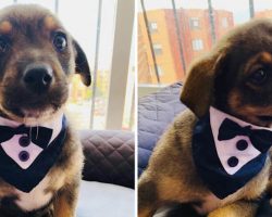 Shelter Puppy Got All Dressed Up In A Tuxedo For His New Family To Pick Him Up, But They Never Show Up