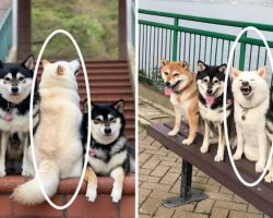 Silly Shiba Inu Constantly Ruins Group Photos And Hilariously Goes Viral