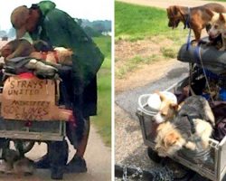 Woman Sees Homeless Man Pushing Cart Full Of Stray Dogs, Stops To Ask His Story