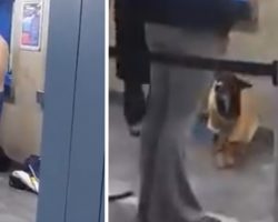 Man Sees A Cold Stray Dog And Takes The Shirt Off His Own Back